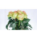 ΤΡΙΑΝΤΑΦΥΛΛΑ ΔΙΧΡΩΜΑ ROSEN  HYPNOSE 60cm 